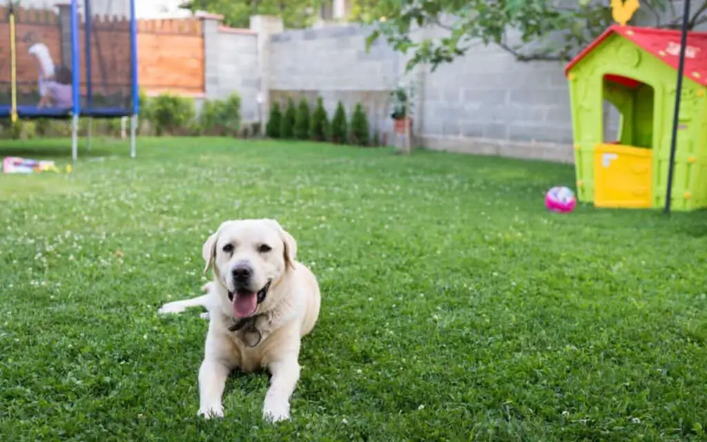 15 Ways to Keep A Dog Entertained in the Backyard – BackYardWay