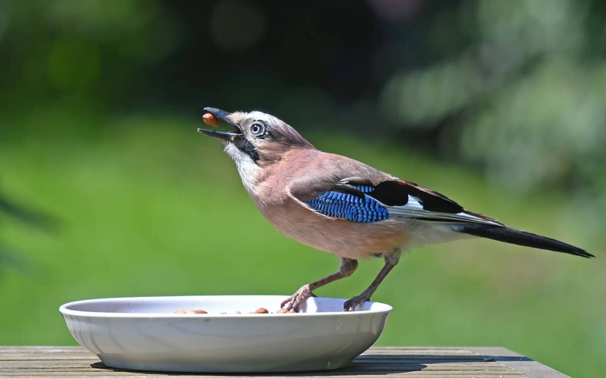 Bird Eating Peanuts