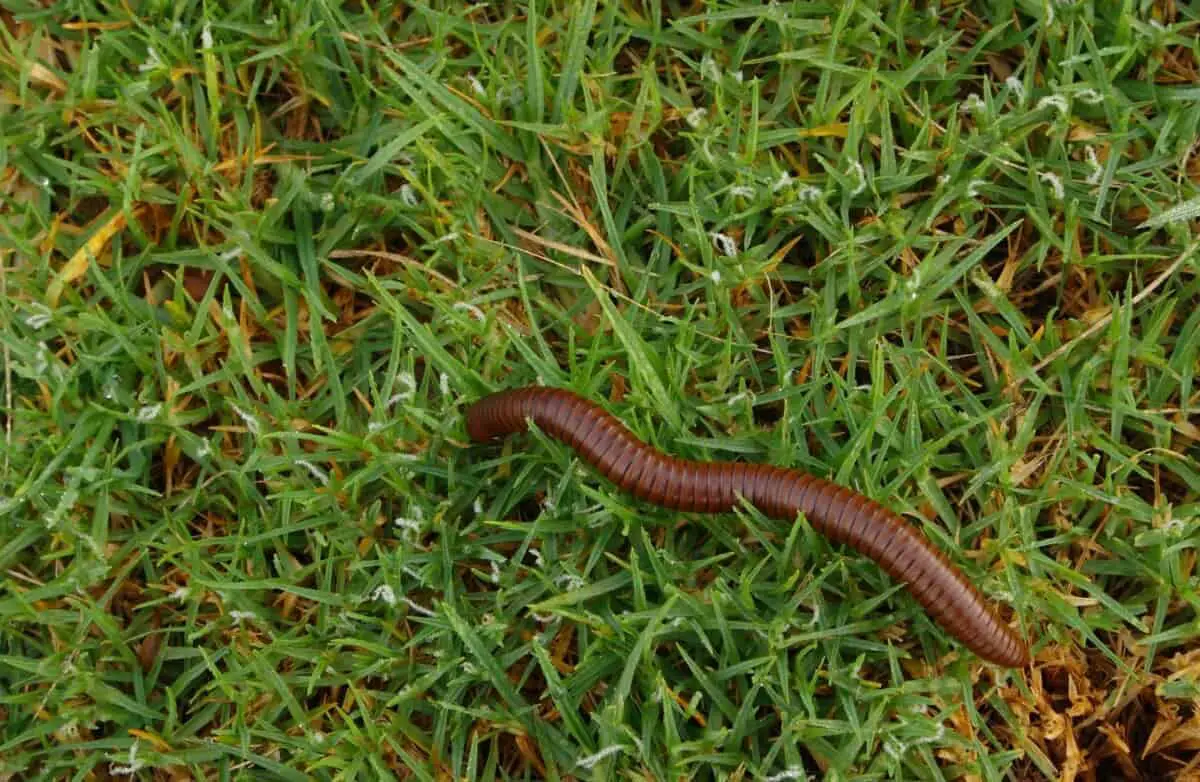 Centipedes in Your Lawn