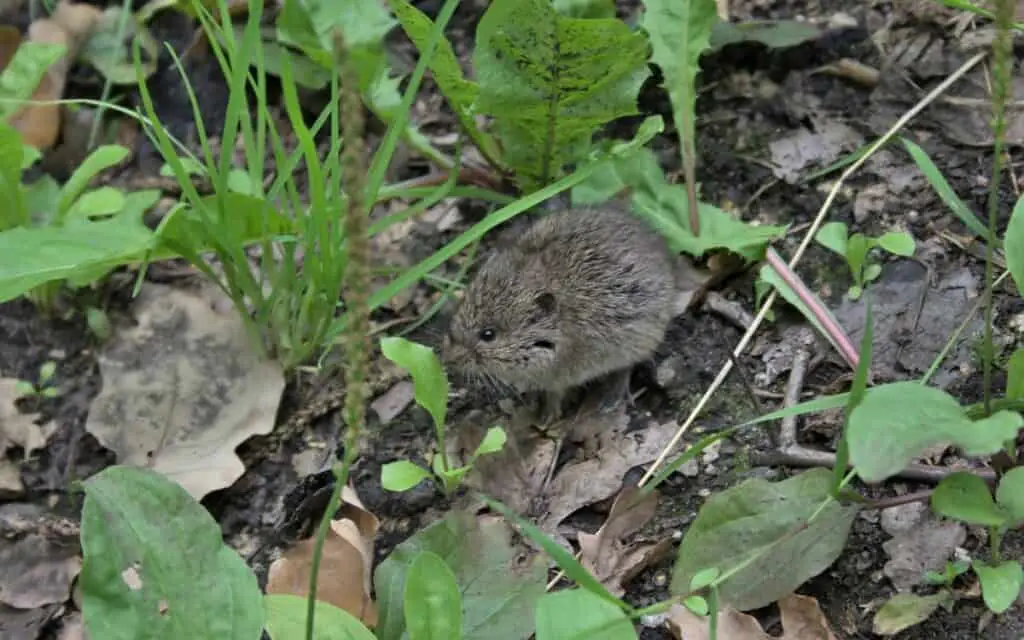 20 Tricks to Keeping Field Mice Out of Your Yard – BackYardWay