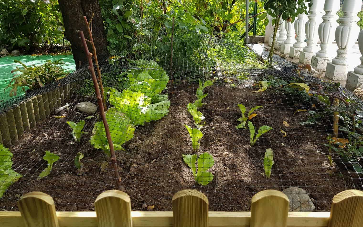 Grow Vegetables in Your Backyard