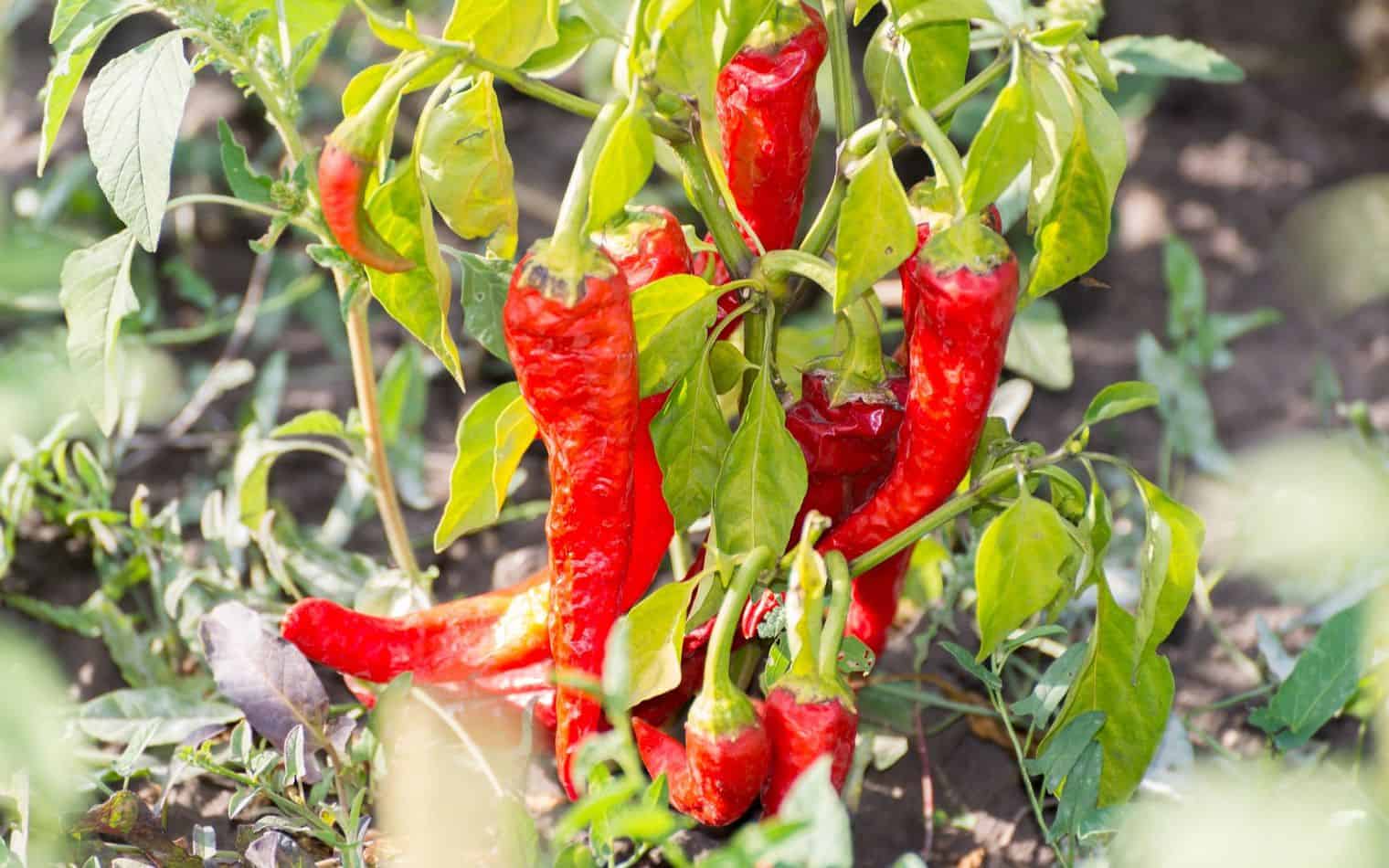 Growing Chilies in a Garden
