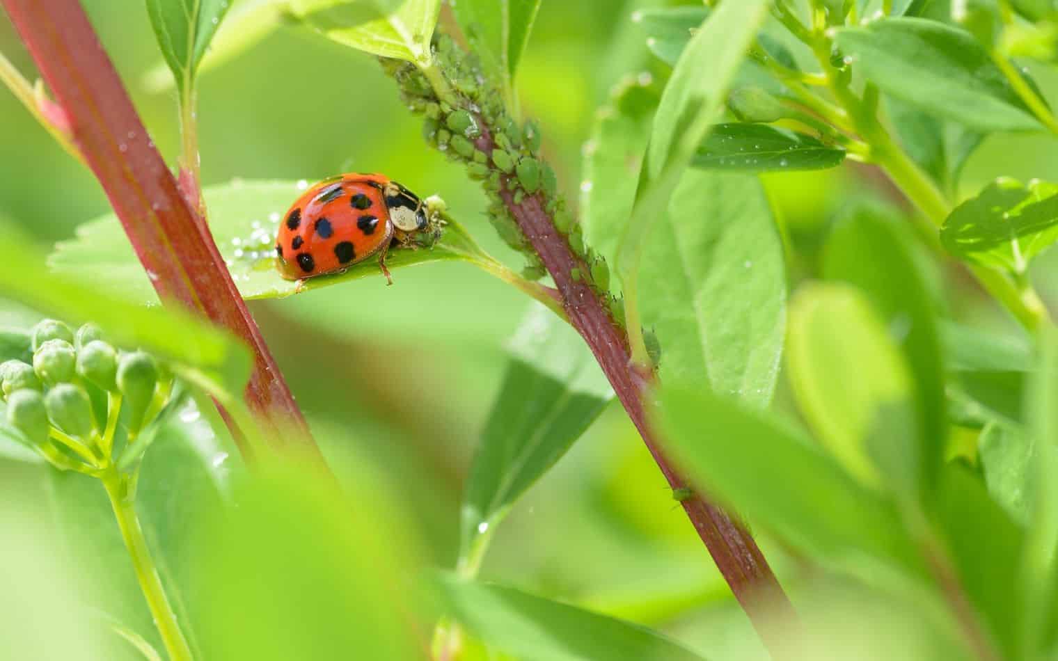 Ladybugs in a Yard