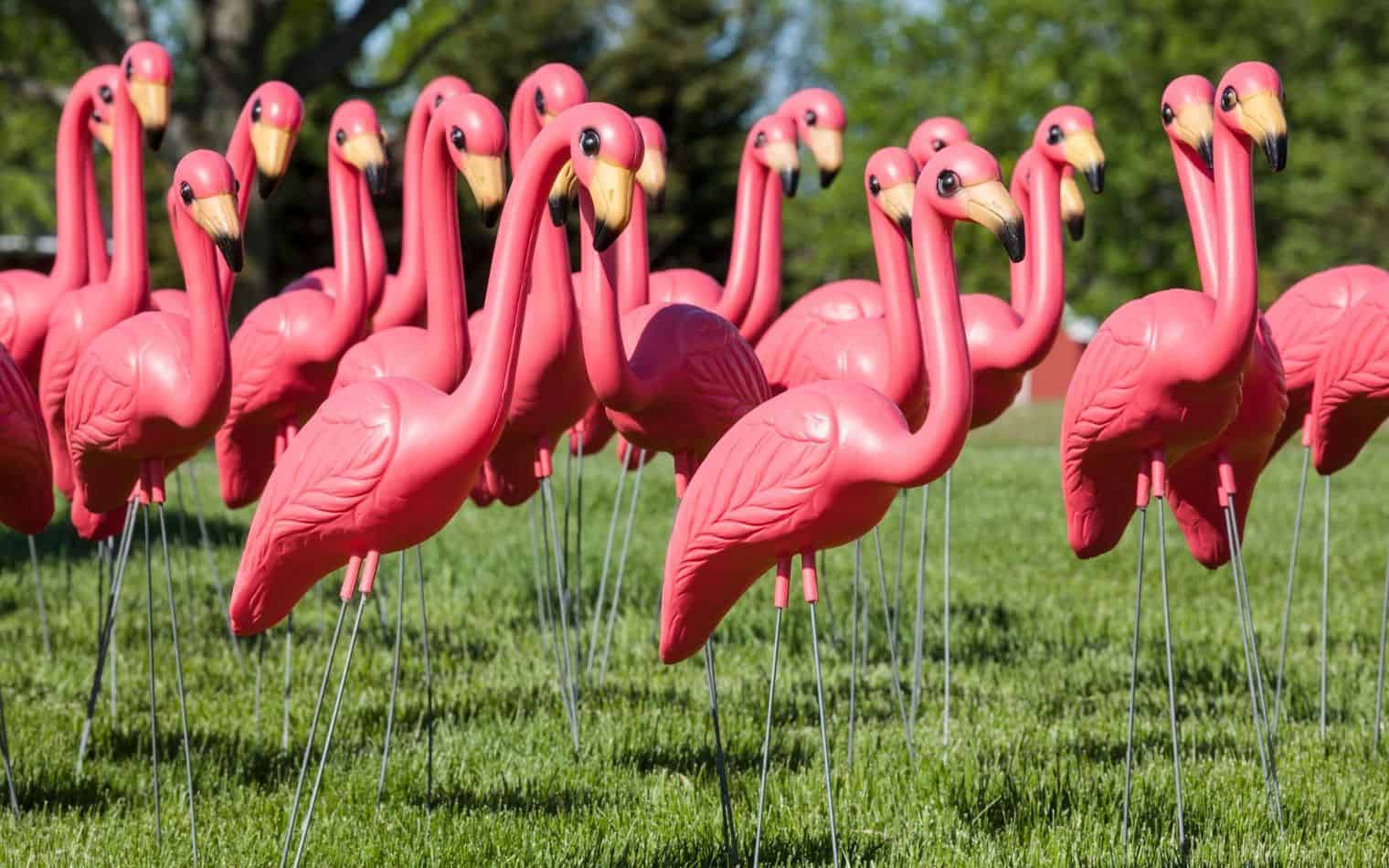 Pink Flamingo in a Yard
