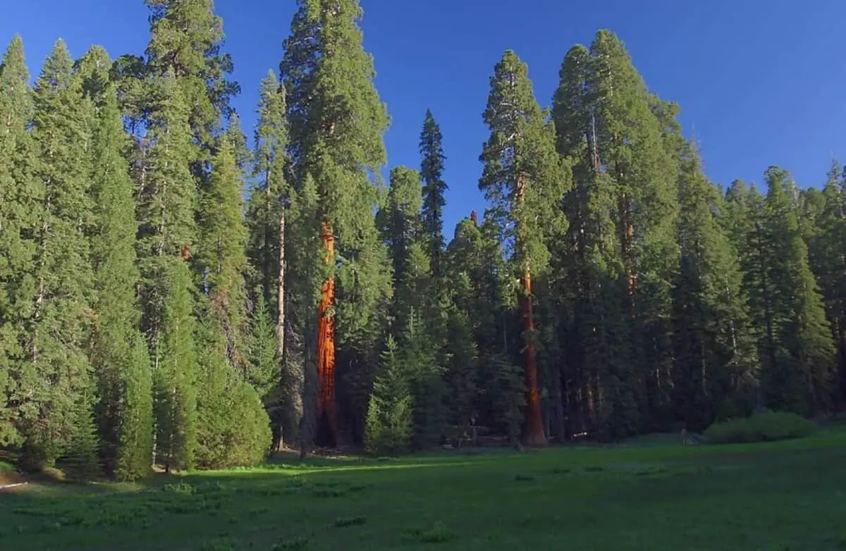 Sequoias in Backyard