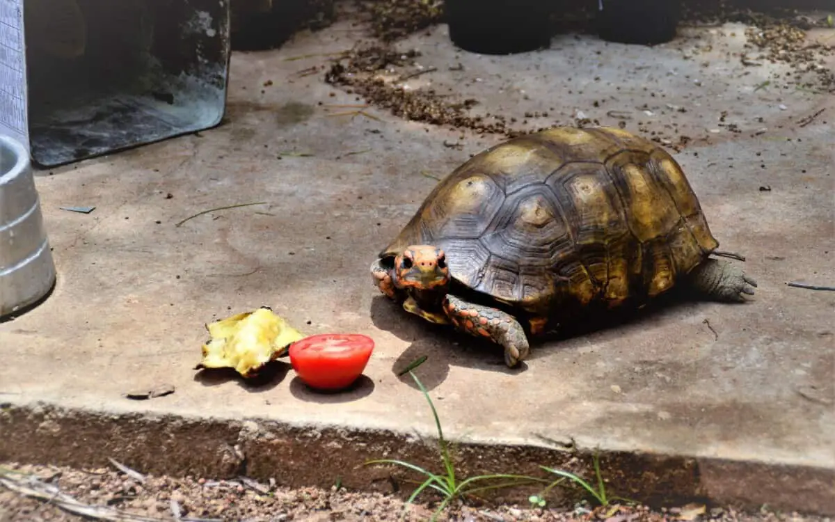 Turtle in a Backyard