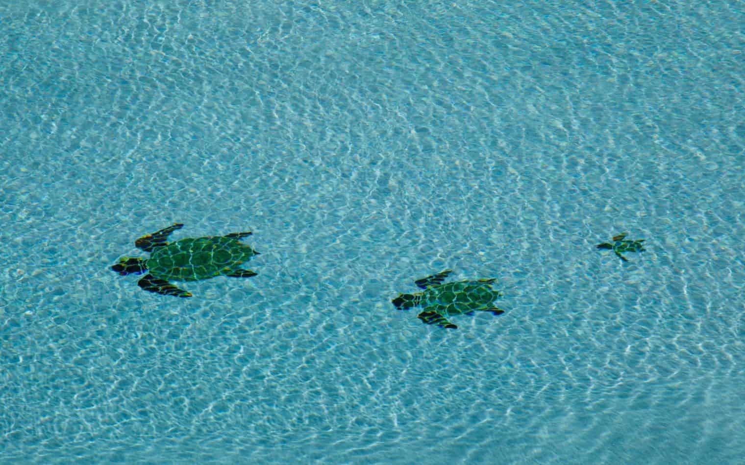 Turtles Swim in Backyard Pool
