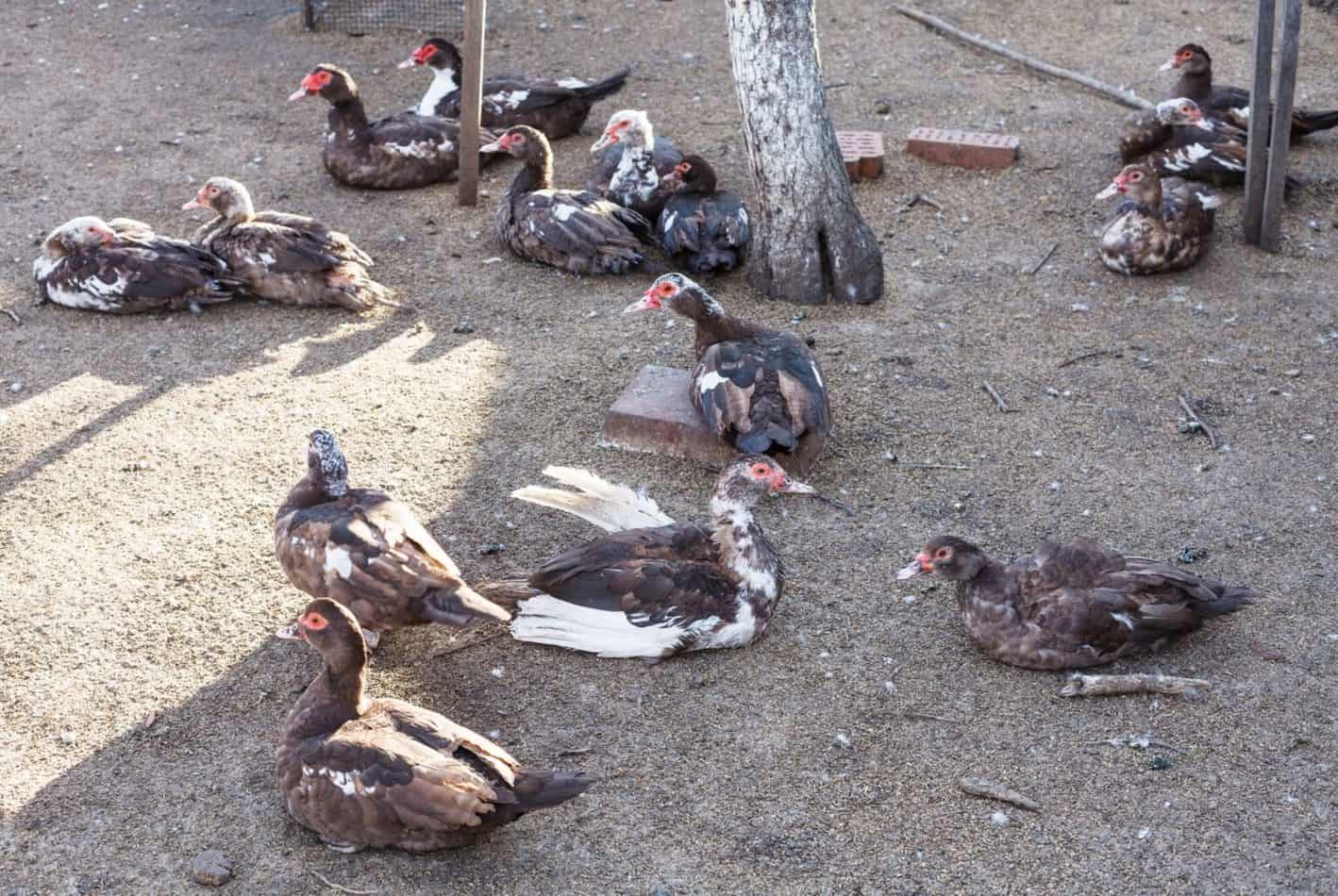 How to Keep Your Backyard Ducks from Flying Away BackYardWay