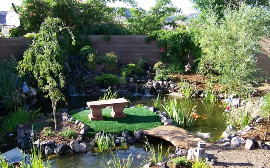 12 Amazing Fish You Can Keep in Your Backyard Pond BackYardWay