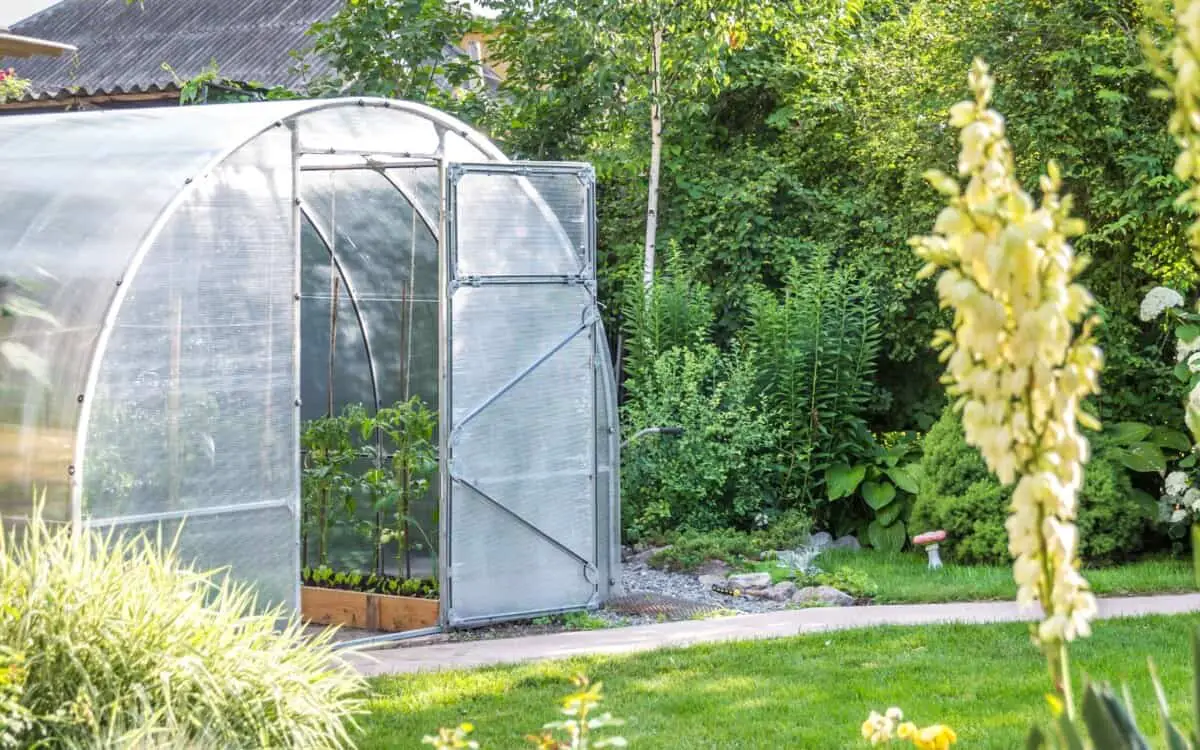 Greenhouse in a backyard