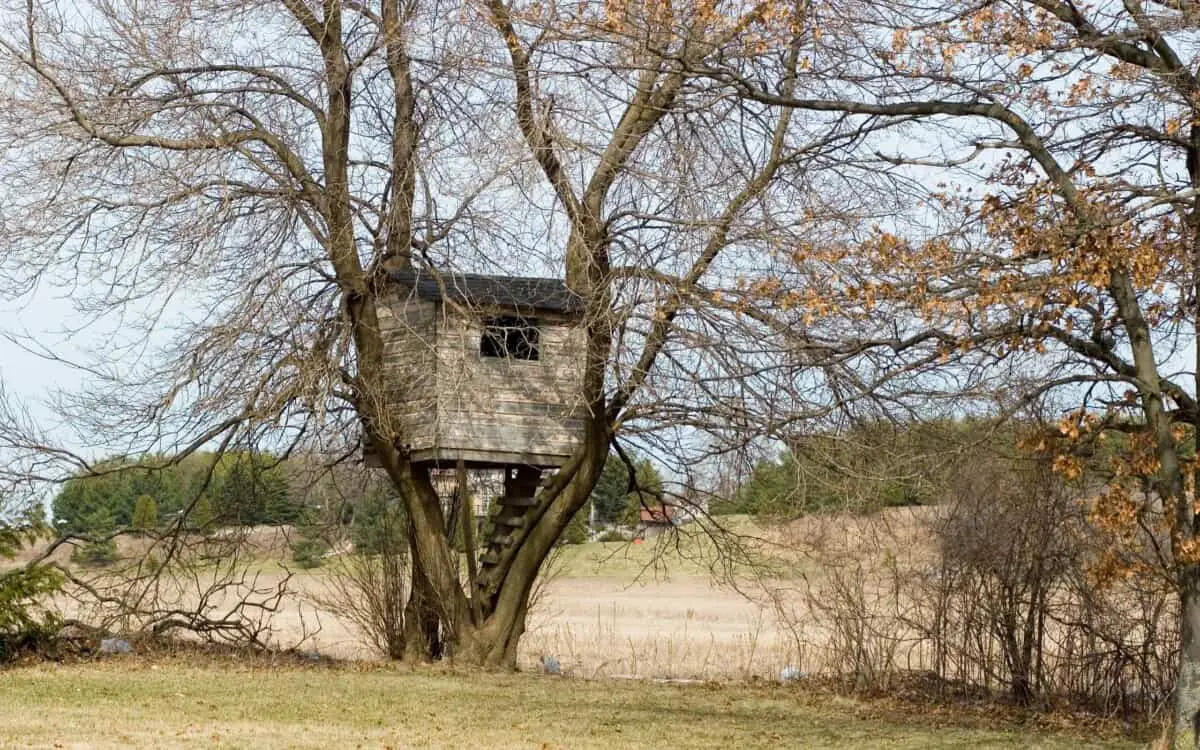 Backyard treehouse