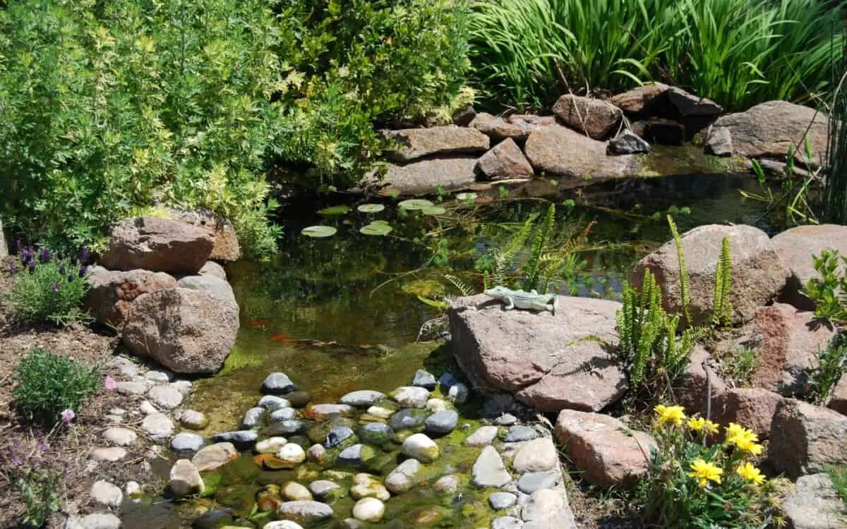wildlife backyard pond
