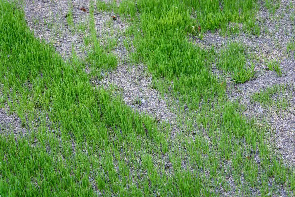 Grass With Bare Spots