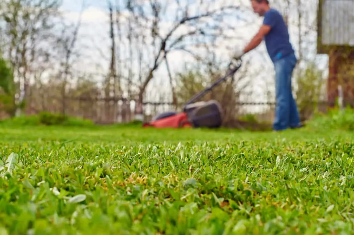 man mowing grass in the blurred background