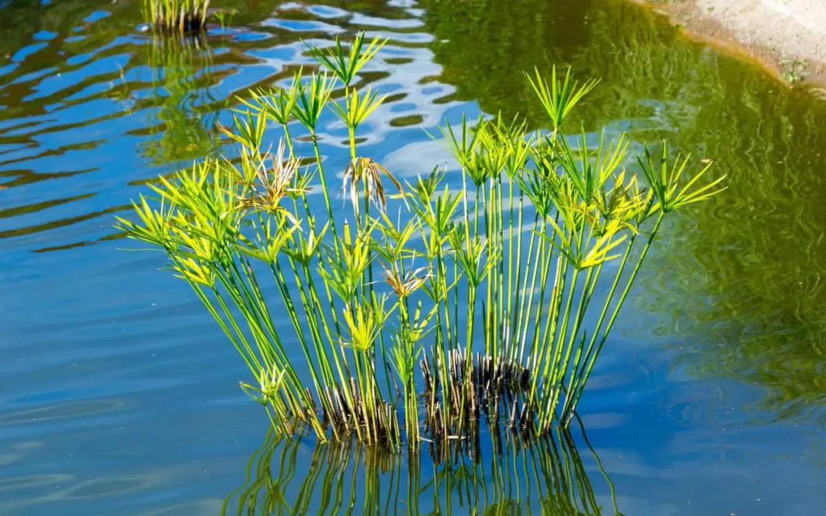 Aquatic plants in pond
