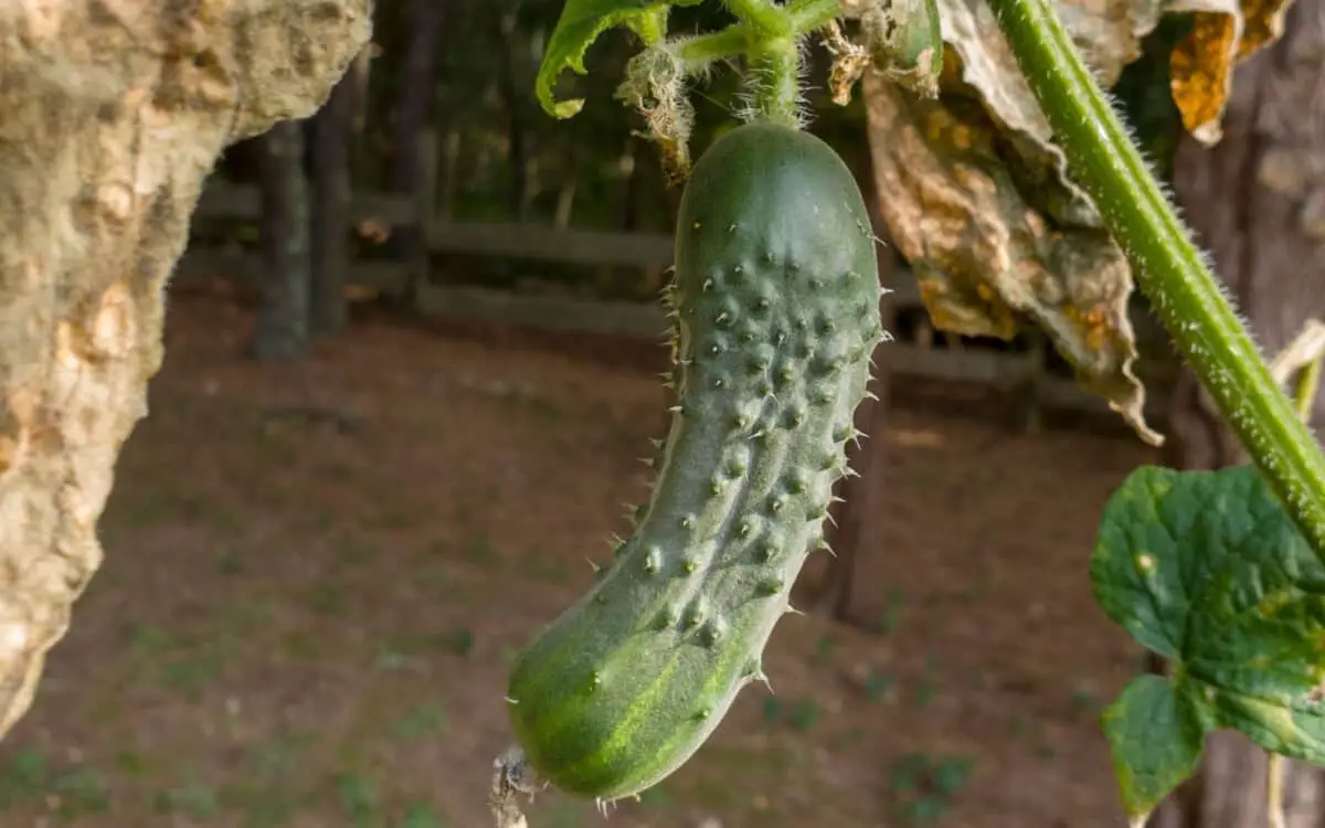 Cucumber in backyard