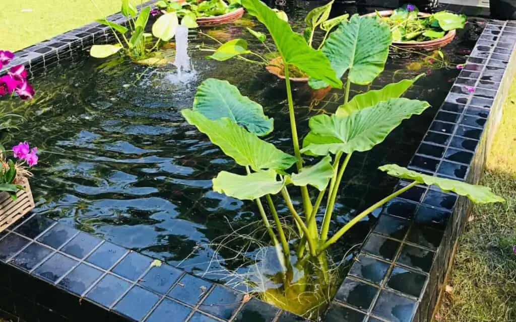 How to Plant Elephant Ears in a Pond BackYardWay