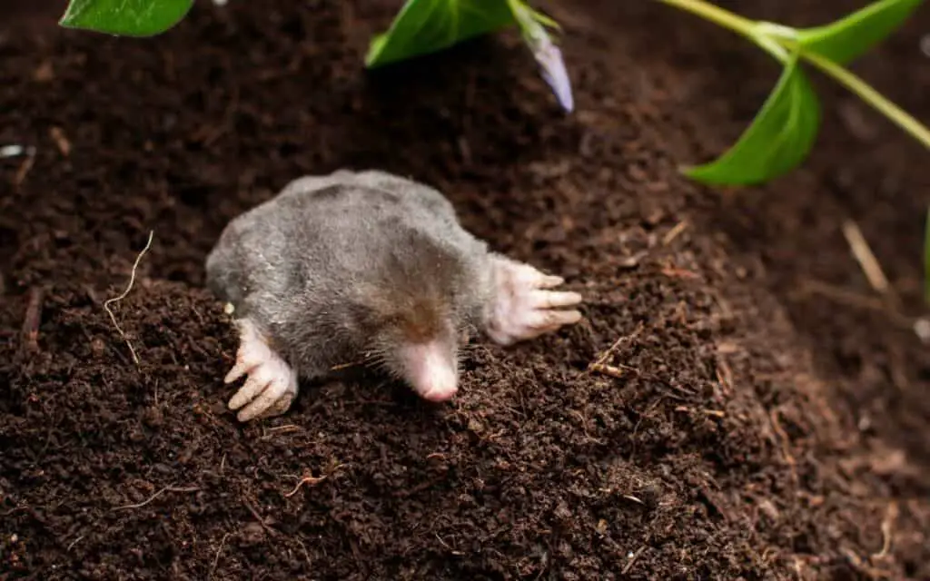 6 Ways to Stop Animals from Digging Holes in Your Backyard BackYardWay