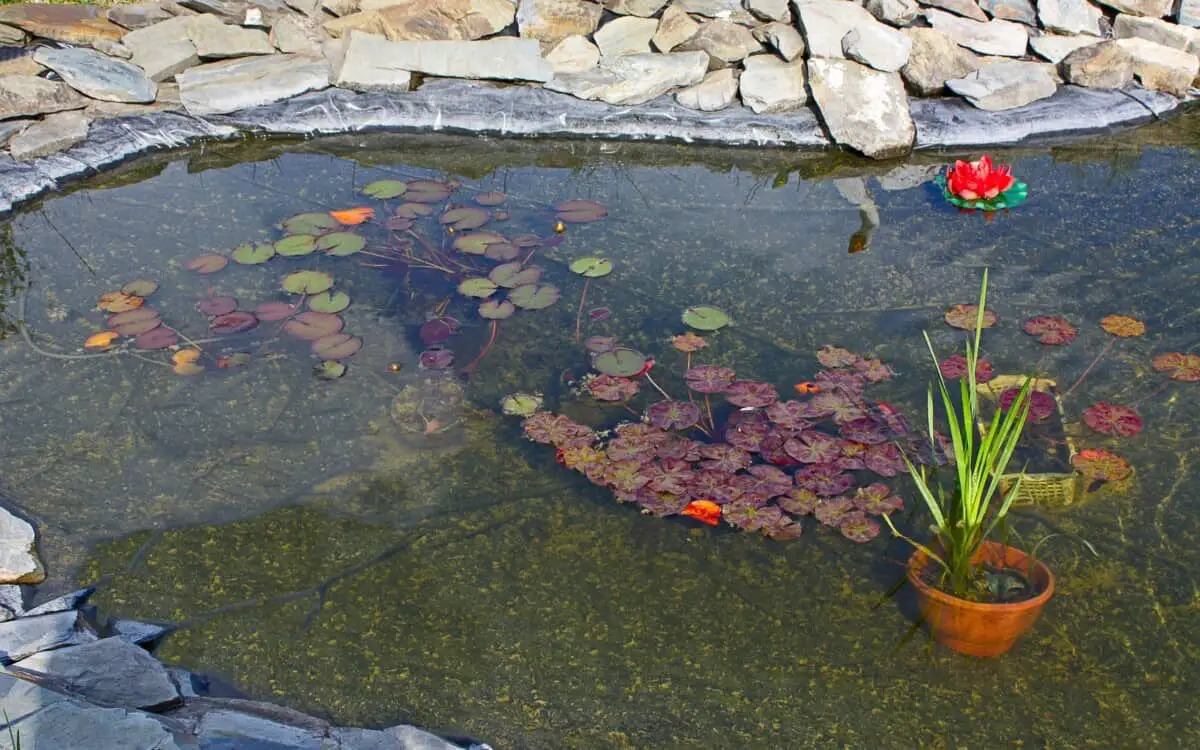 Plants in pond