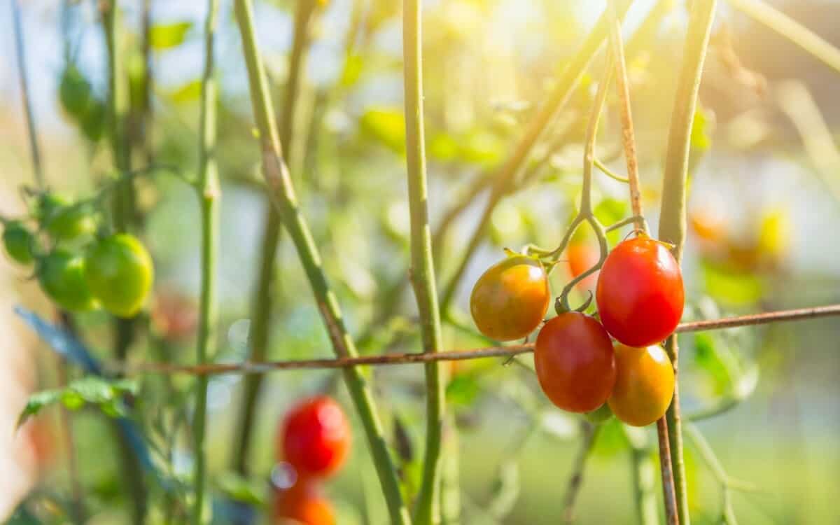 Tomatoes in Backyard