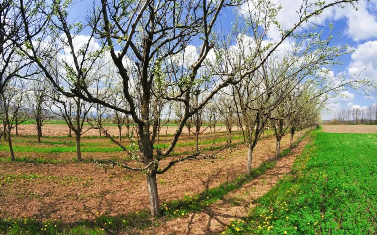backyard orchard