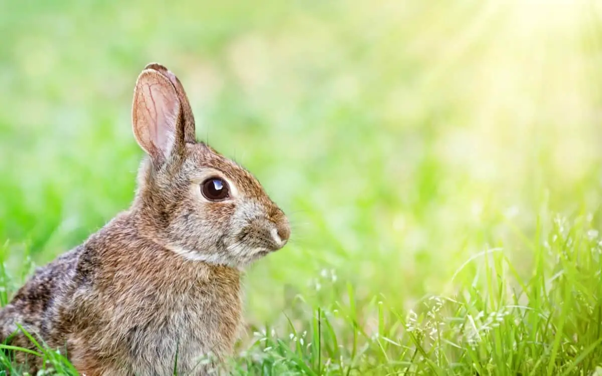 bunny sitting on grass