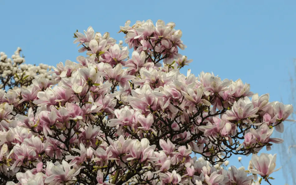 Are Magnolia Trees Safe for Backyard Chickens?