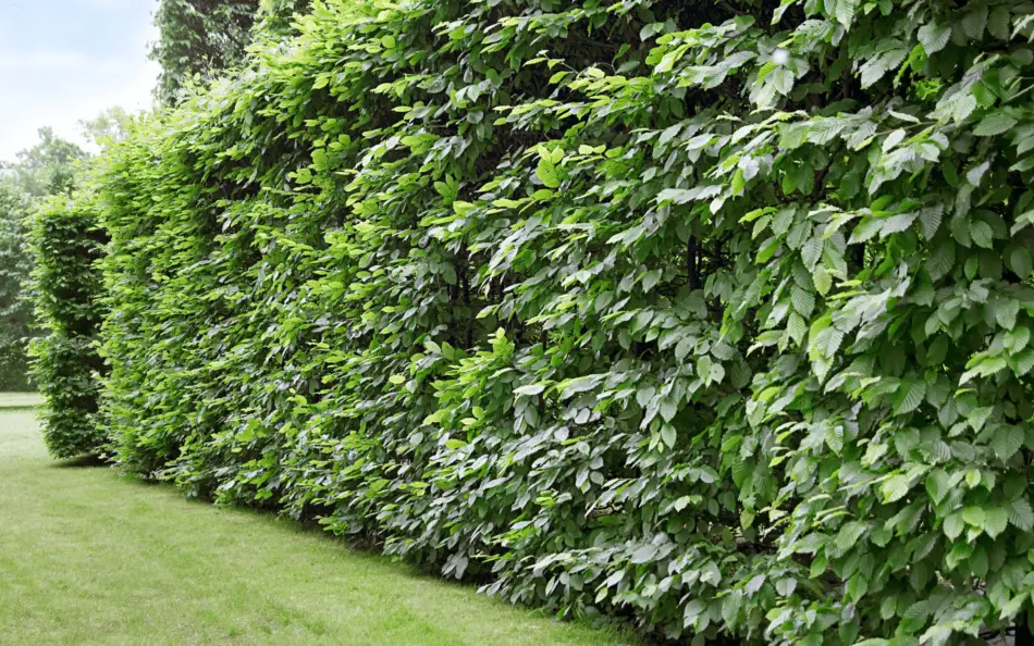 Best Trees or Shrubs for Privacy
