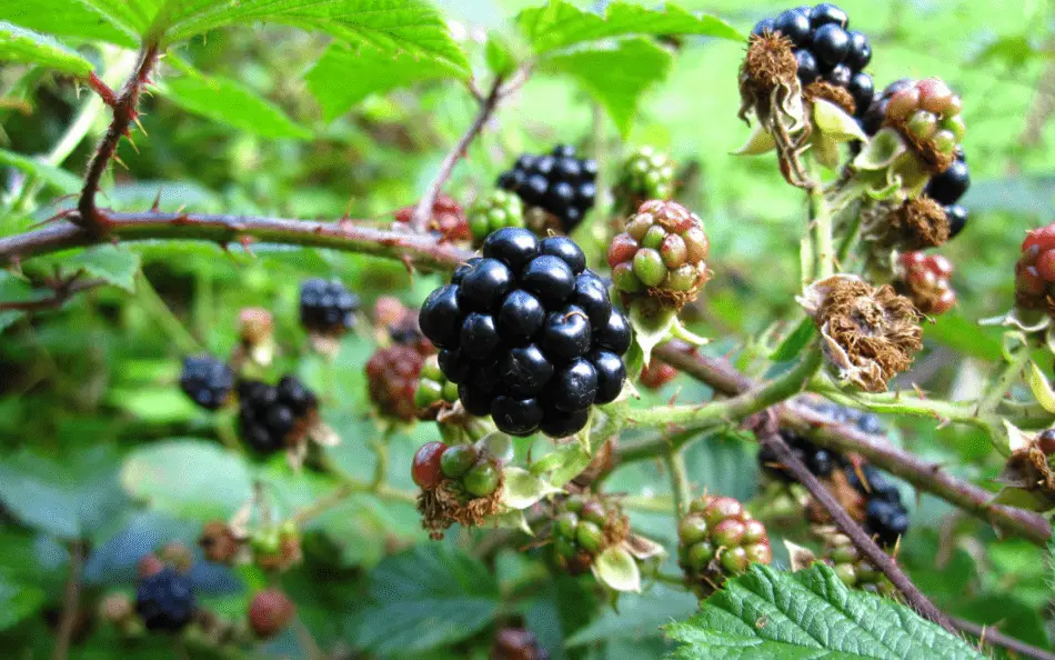 Everything You Need to Know about Growing Blackberries in Your Backyard