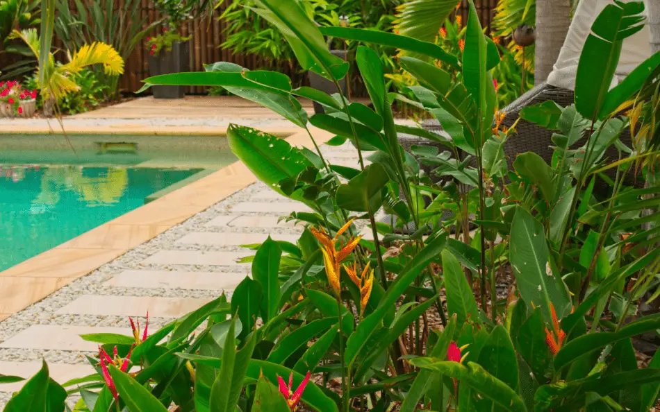 How to Make a Beautiful Tropical Oasis Backyard