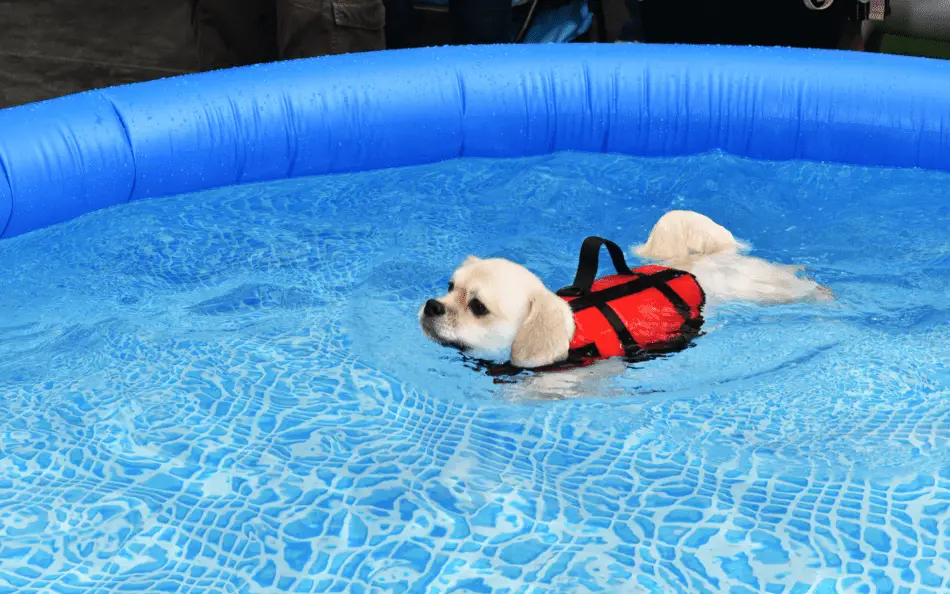 BINGPET Foldable Dog Swimming Pool