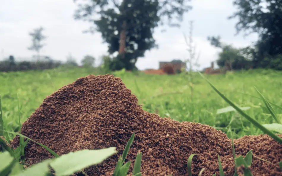 This Is Why You Have So Many Ant Hills in Your Yard